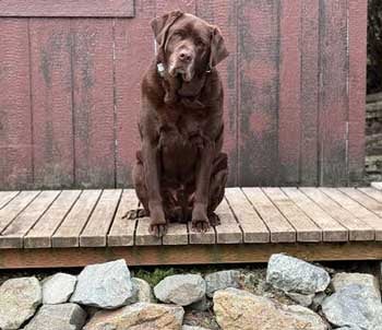 Bo